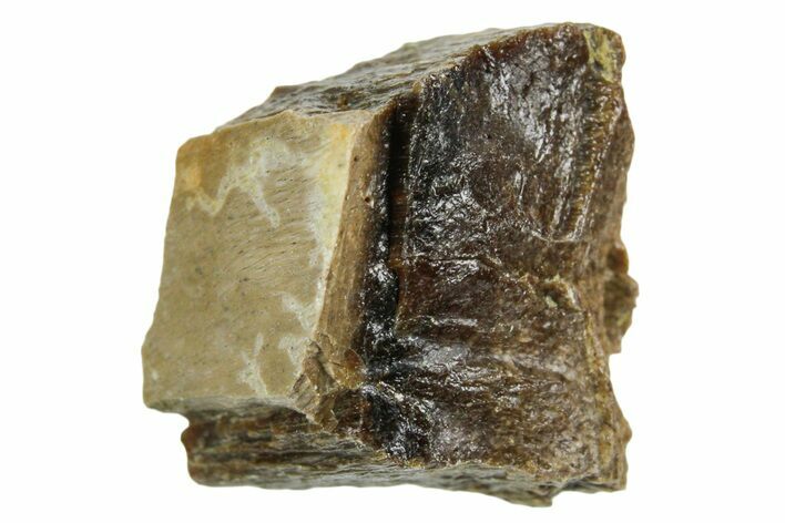 Fossil Tyrannosaur (T rex) Bone Section - Wyoming #352948